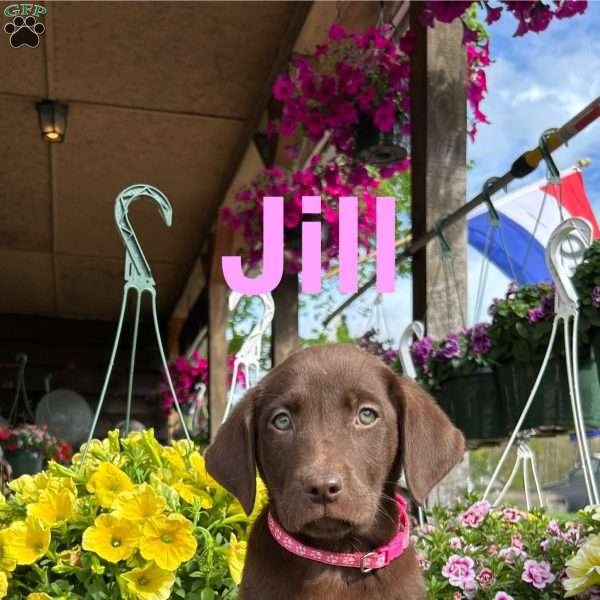 Jill, Chocolate Labrador Retriever Puppy